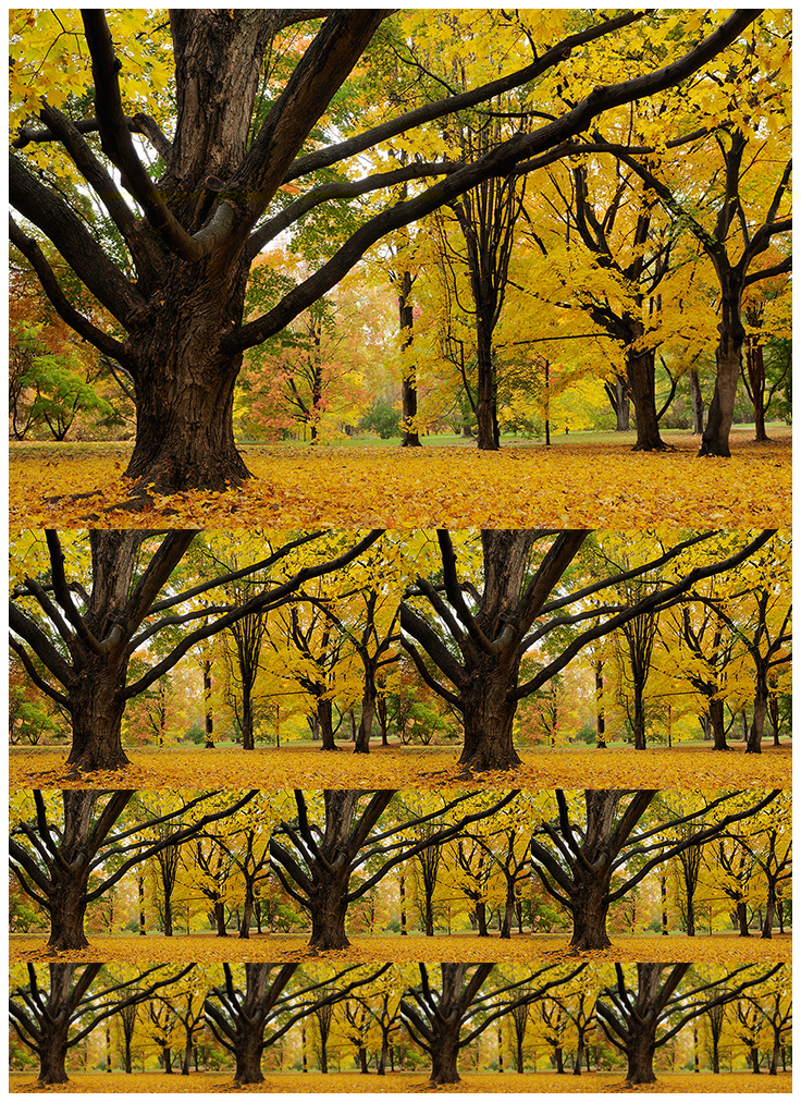 erikgehring_maples_in_fall_montage_four_rows